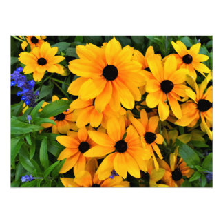 Schönes Gelbes Daisy-Foto Fotodruck
