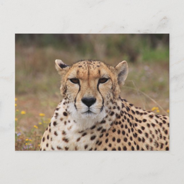 Schönes Geparden-Portrait Postkarte (Vorderseite)