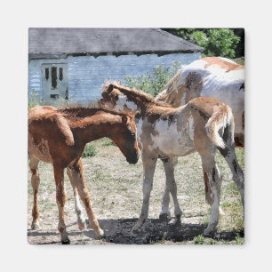 Schönes Geschenk für Pferde-Liebhaber Magnet