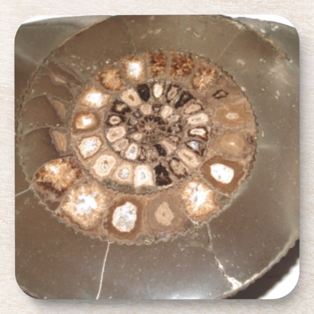 Schönes geteiltes Dactylioceras-Mammnite Fossil Untersetzer (Vorderseite)