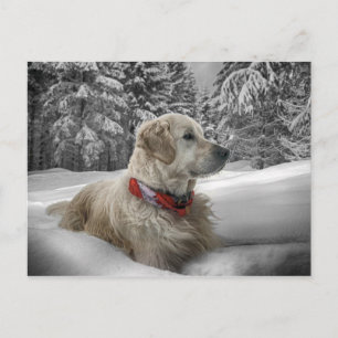 Schönes Goldenes Retriever im Schnee Postkarte