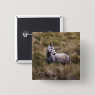 Schönes graues, farbiges Pferd Button