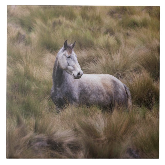 Schönes graues, farbiges Pferd Fliese (Vorderseite)