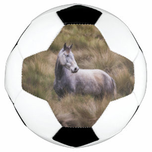 Schönes graues, farbiges Pferd Fußball