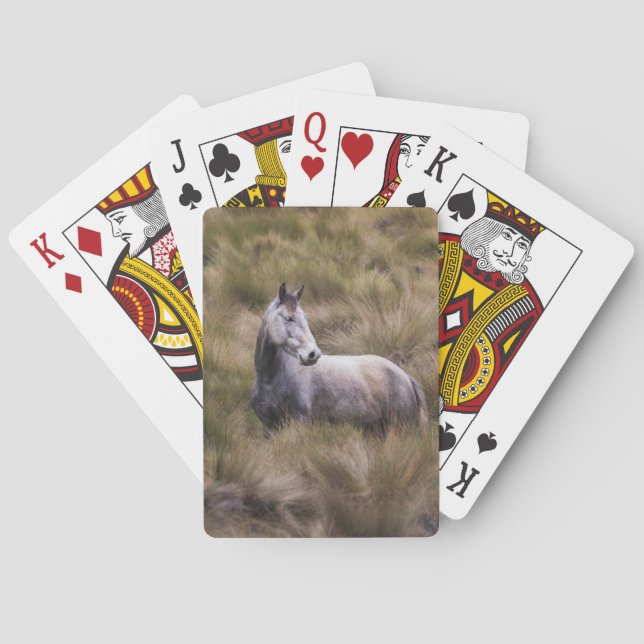 Schönes graues, farbiges Pferd Spielkarten (Rückseite)