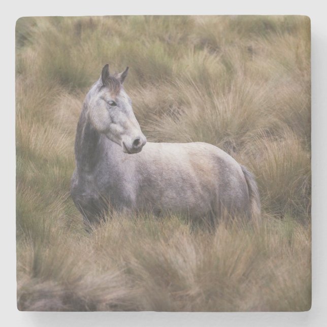 Schönes graues, farbiges Pferd Steinuntersetzer (Vorderseite)