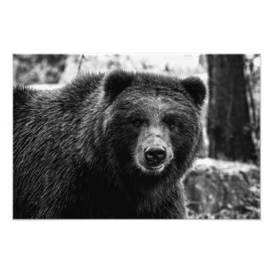 Schönes Grizzly-Bärn-Foto Fotodruck