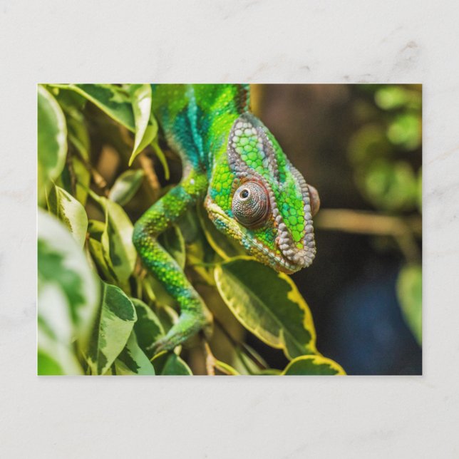 Schönes grünes Chamäleon Postkarte (Vorderseite)