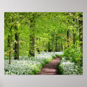 Schönes grünes Frühjahr-WaldFoto Poster