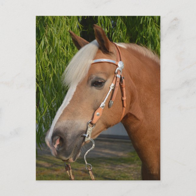 Schönes Haflinger-Pferdeportrait Postkarte (Vorderseite)