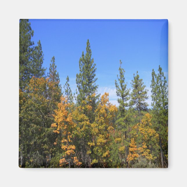 Schönes Hayfork, Kalifornien... Magnet (Vorne)