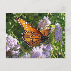 Schönes, helles Orange Monarch Butterfly Foto Postkarte