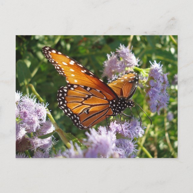 Schönes, helles Orange Monarch Butterfly Foto Postkarte (Vorderseite)
