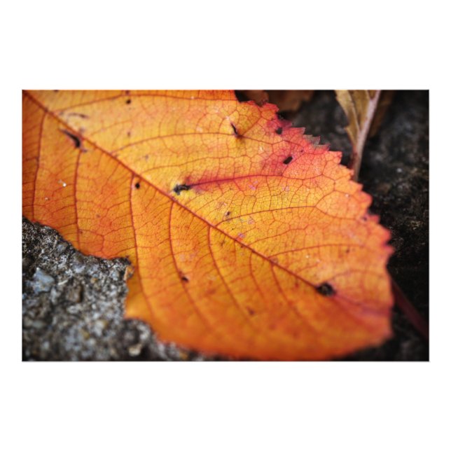 Schönes Herbstblatt Fotodruck (Vorne)