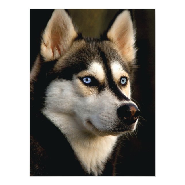 Schönes Husky Throw Kissen Fotodruck (Vorne)