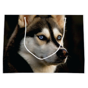 Schönes Husky Throw Kissen Große Geschenktüte
