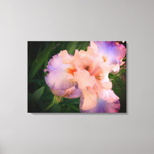 Schönes Iris auf Leinwand