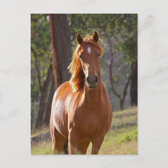Schönes Kastanienbrown Pferd im Feld Postkarte (Vorderseite)