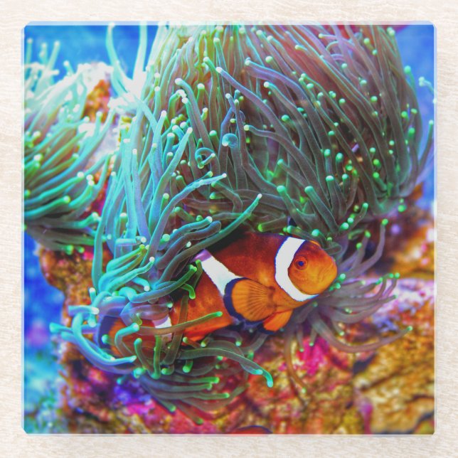 Schönes Korallenriff mit Clownfisch Glasuntersetzer (Vorderseite)