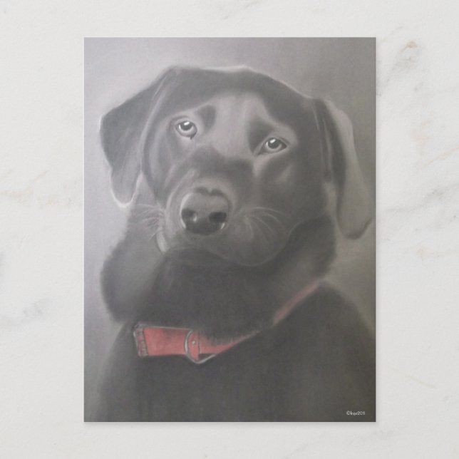 Schönes Labrador Retriever Zeichnend Postkarte (Vorderseite)