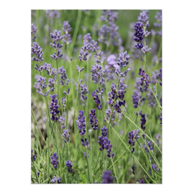 Schönes Lavendel-Plakat Poster (Vorderseite)