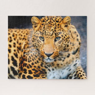 Schönes Leopardengesicht, Jigsaw Puzzle