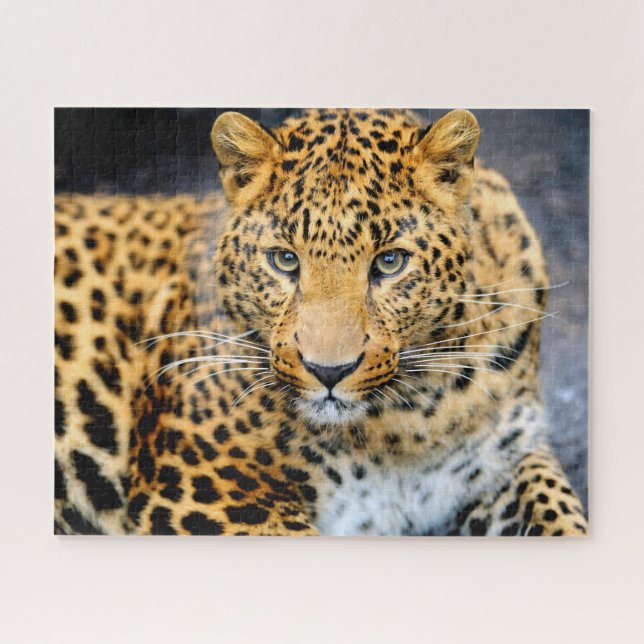 Schönes Leopardengesicht, Jigsaw Puzzle (Horizontal)