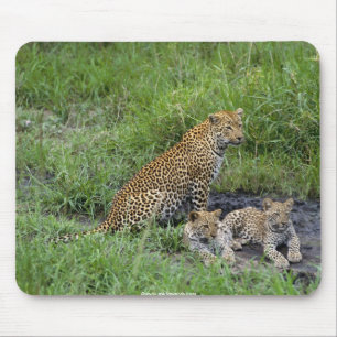 schönes Leopardjunges Mousepad