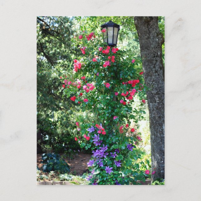 Schönes Licht Postkarte (Vorderseite)