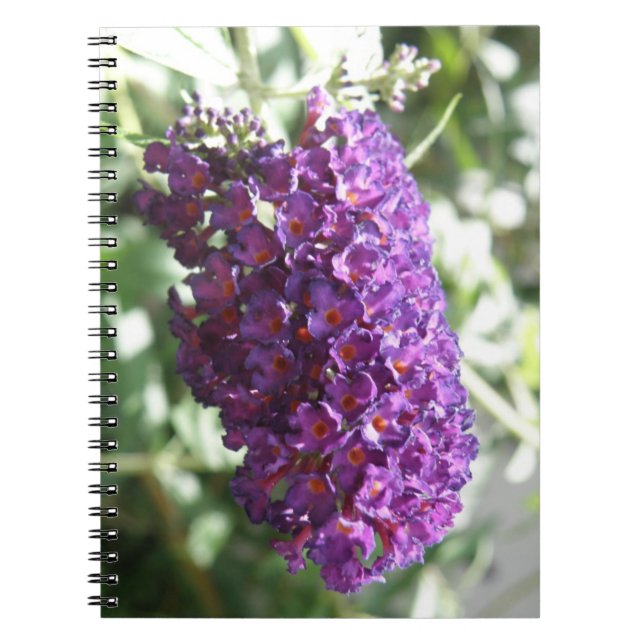 Schönes Lila Buddleia-Blume-Notebook Notizblock (Vorderseite)