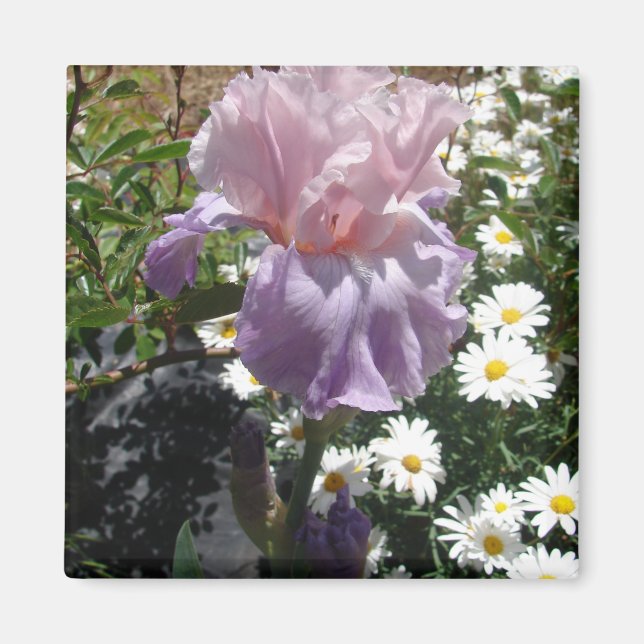 Schönes Lila Iris Blume Blumenstrauß Foto Magnet (Vorne)