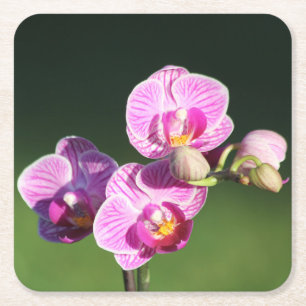 Schönes Lila und rosa Orchid Rechteckiger Pappuntersetzer