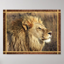 Schönes Lion Foto Poster