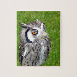 Schönes Little Owl