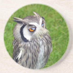 Schönes Little Owl Untersetzer