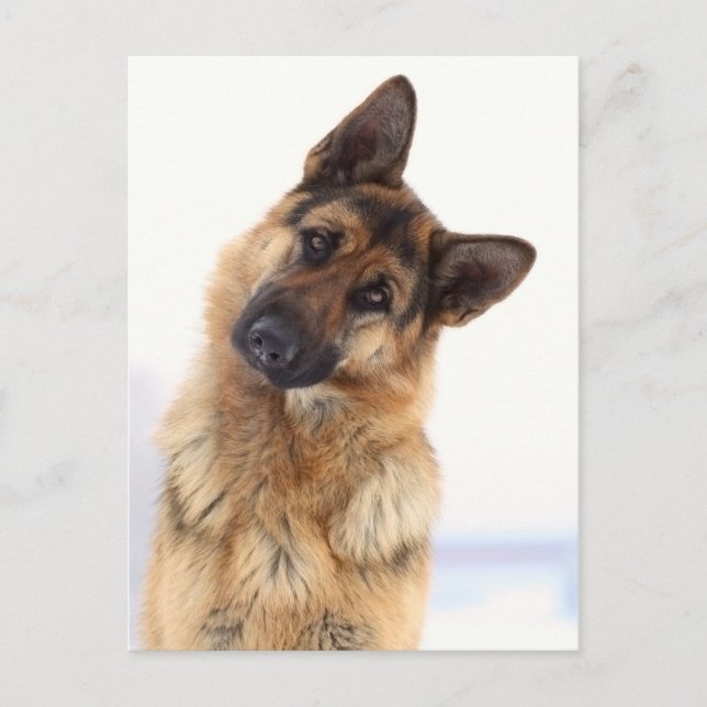 Schönes lustiges deutsches Hirtenportrait Postkarte (Vorderseite)