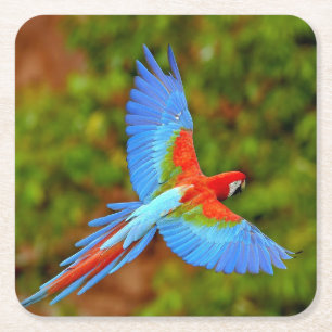 Schönes Macaw Untersetzer Set