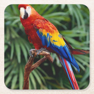 Schönes Macaw Untersetzer Set