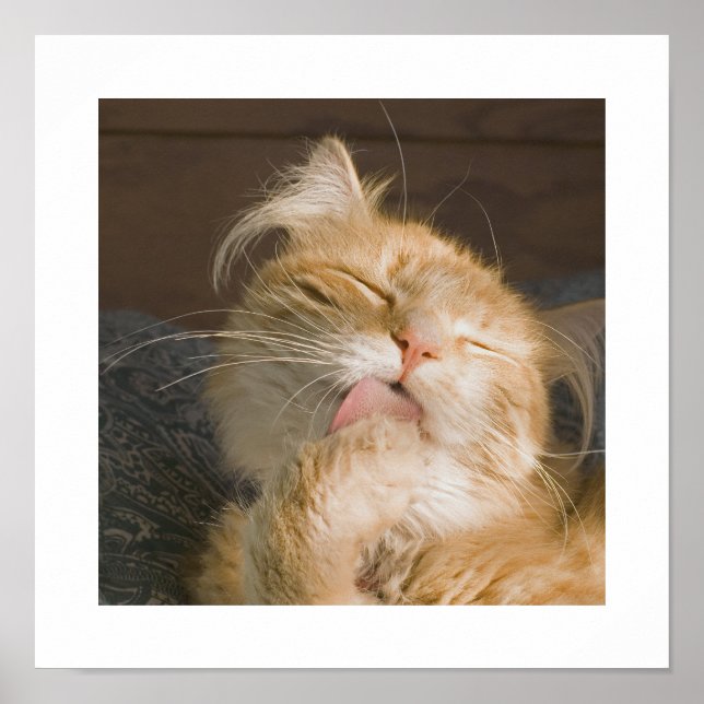 Schönes Maine Coon Cat Preening Foto Poster (Vorne)