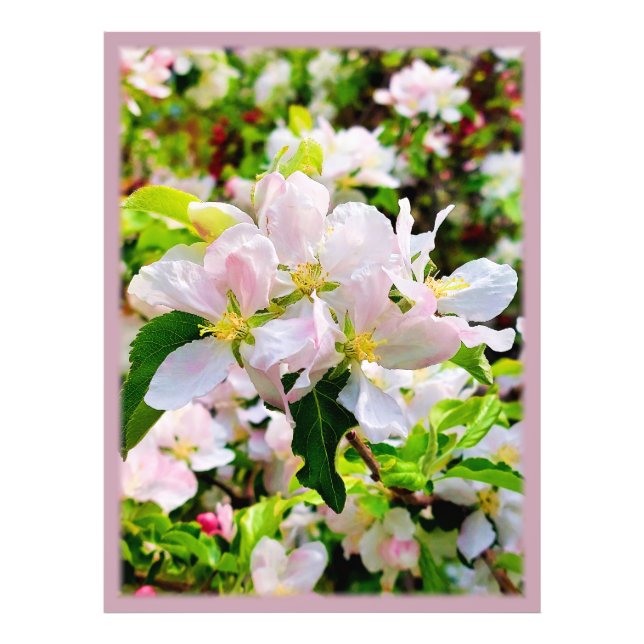 Schönes Malus asiatica Foto (Vorne)