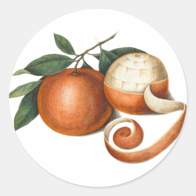 Schönes Mandarin Orange Antikes Gemälde Runder Aufkleber (Vorderseite)