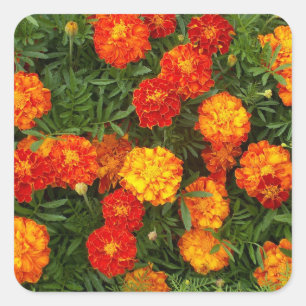 Schönes Marigolds-Sticker-Set Quadratischer Aufkleber