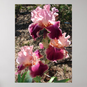 Schönes Maroon Dark Pink Flower Garden Poster