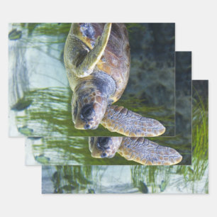 Schönes Meeresschildkrötenschwimmen Geschenkpapier Set