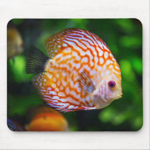 Schönes Nah-Up einer Fischart Mousepad