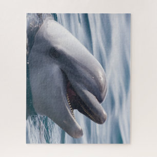 Schönes Nah-up eines Dolphins
