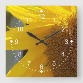 Schönes Nahes Sonnenblumen Quadratische Wanduhr