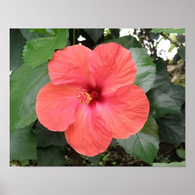 Schönes Orange Hibiskus Blume Poster (Vorne)
