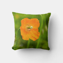 Schönes Orange Poppy Blume Sommer Foto Grün