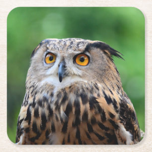 Schönes Owl Untersetzer Set